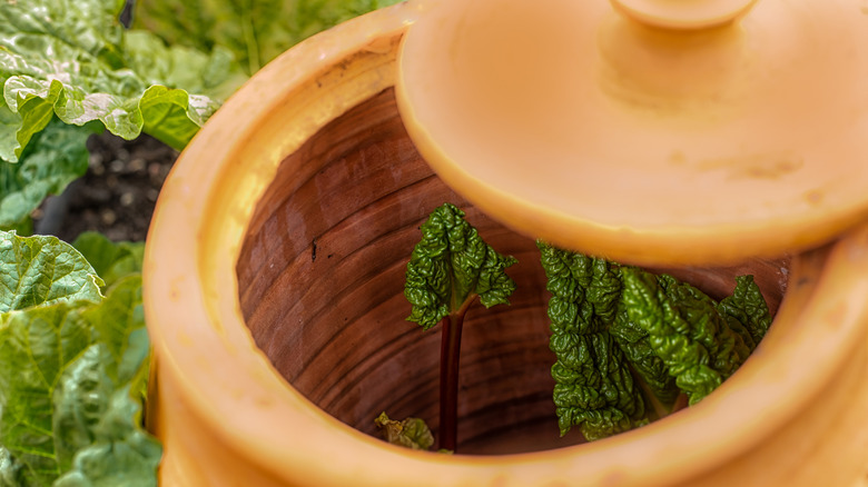 Rhubarb leaves seen inside a terra cotta rhubarb forcing container