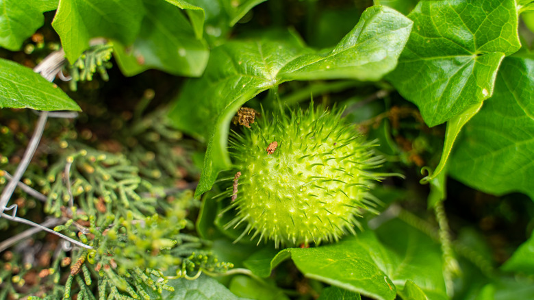 Closeup of a spiny green wild cucumber fruit with green leaves