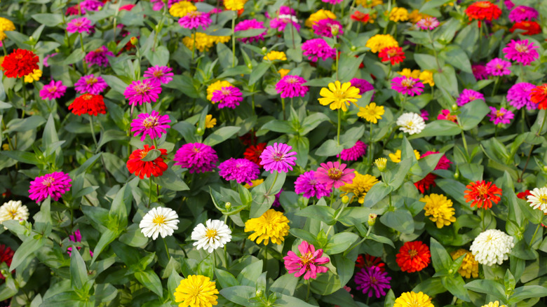 A patch of pink, red, white, and yellow zinnias with green foliage