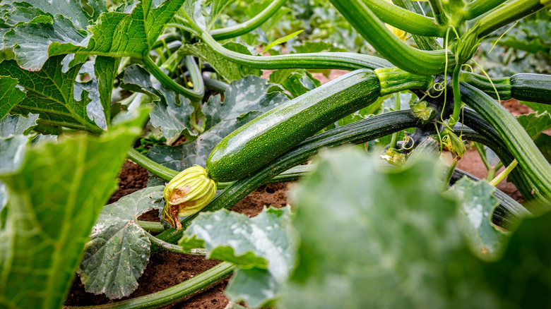 Closeup of a zucchini vine featuring young green zucchinis