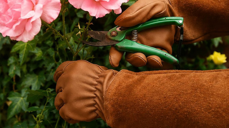 A pair of hands wearing Anbaboys leather gloves clipping roses