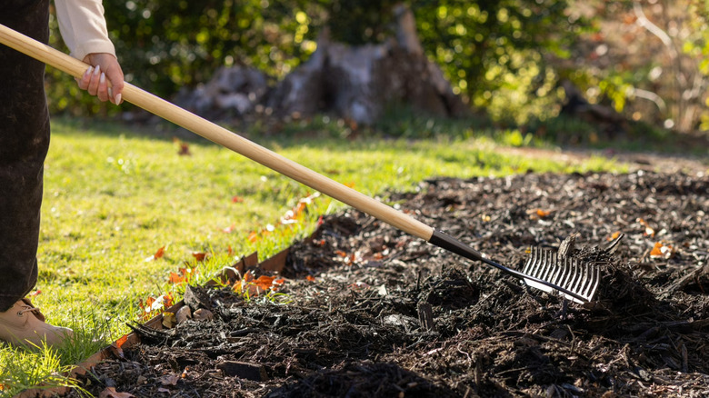 A gardener using the Expert Gardener Wood Bow Rake on a patch of earth