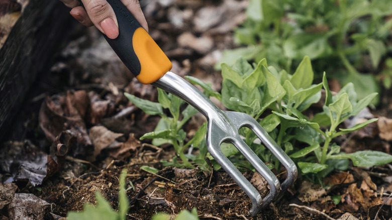 A gardener's hand using a yellow and black handled Fiskars Ergo Cultivator Tiller Scratch Tool