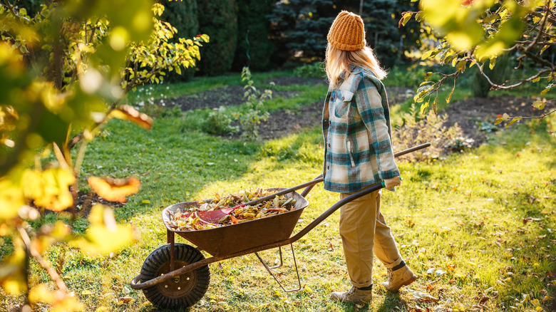 A gardener in a yellow hat and plaid jacket pushing a wheelbarrow full of raked leaves