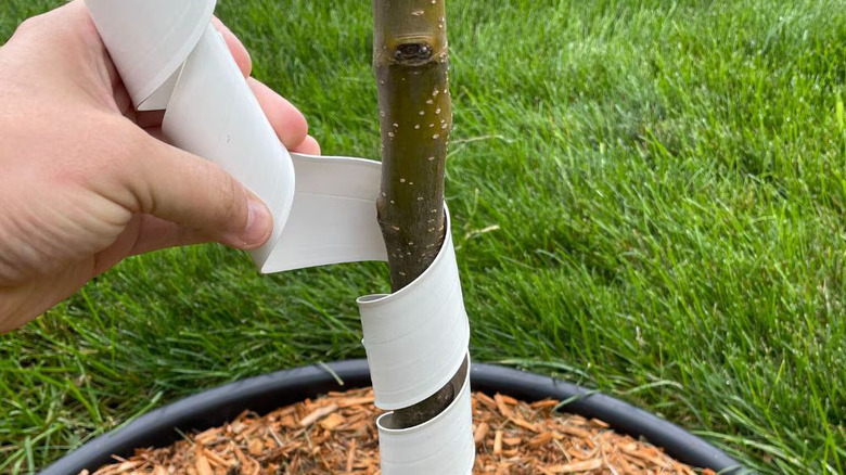 A hand wrapping a thin tree trunk in white Master Mark TreeMaster protector