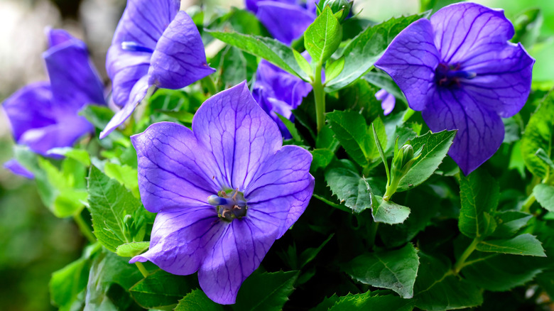 A close-up of purple balloon flowers in full bloom