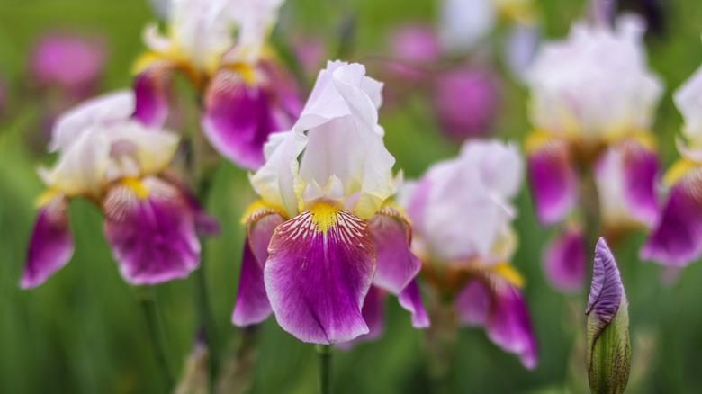 A colorful cluster of bearded irises in bloom