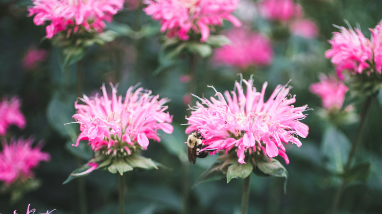 Pink bee balm flowers in full bloom, with spiky petals and green leafy bracts