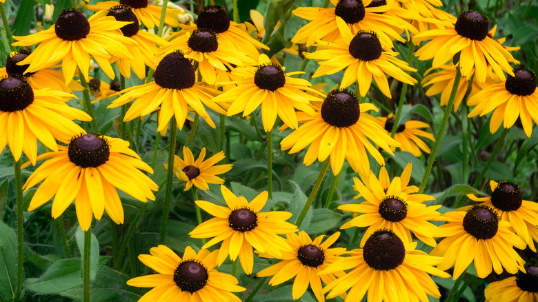 A vibrant patch of Black-eyed Susan flowers with bright yellow petals and dark brown centers