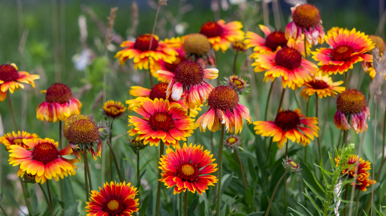 The red and yellow blooms of blanket flowers