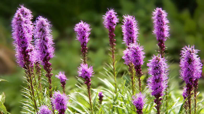 Clusters of purple blazing star in a garden field