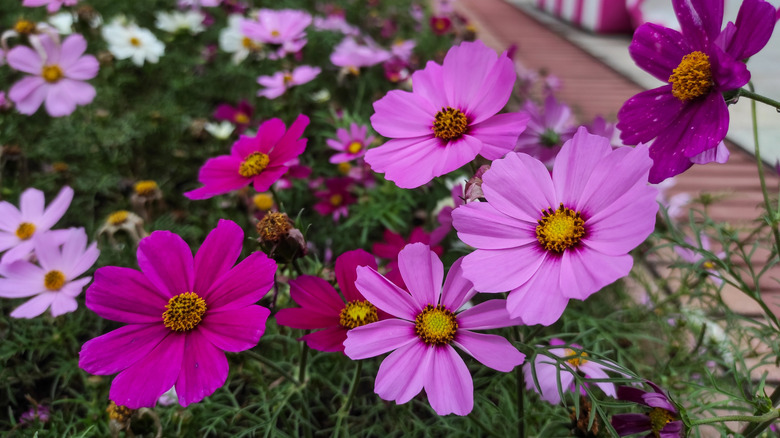 A vibrant cluster of blooming Cosmos flowers in shades of pink, magenta, and purple