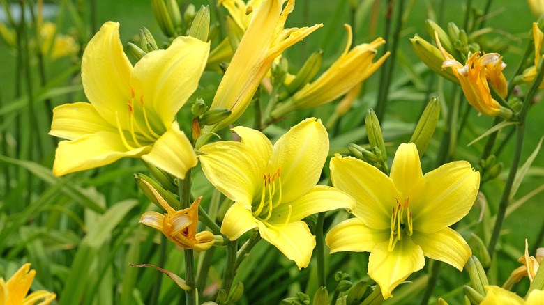A cluster of bright yellow daylilies blooming in a lush green garden