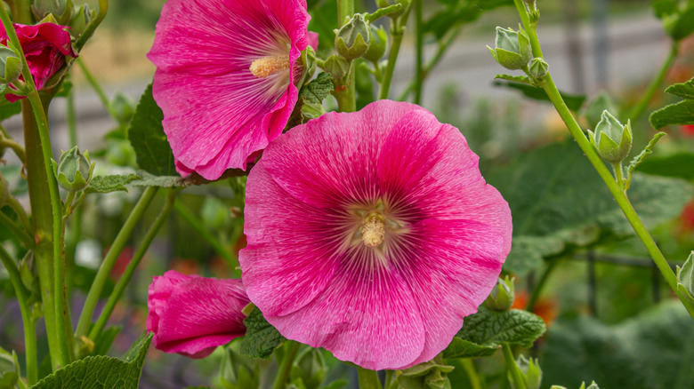 Bright pink hollyhock flowers in bloom