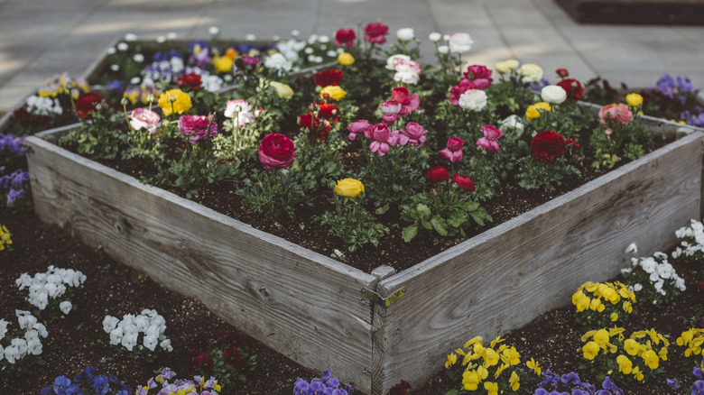 A colorful flower bed of blooming flowers