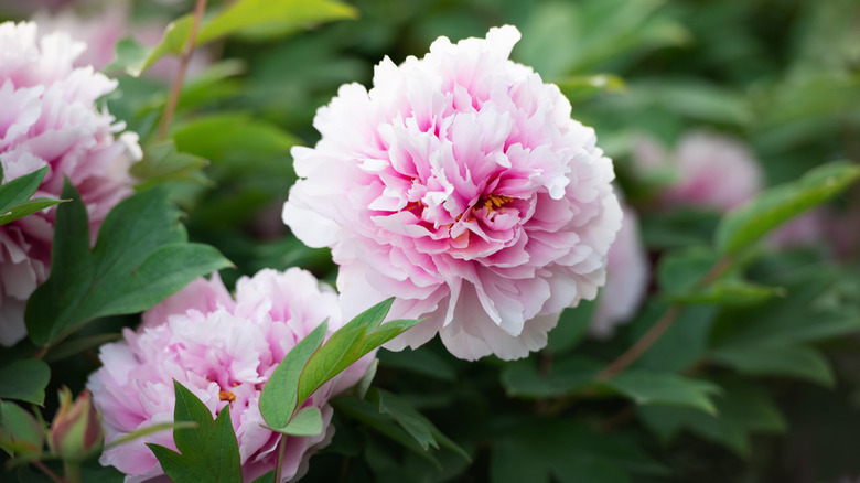 A close-up of a light pink peony flower in full bloom