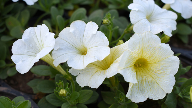A close-up of white flowering petunias in a garden