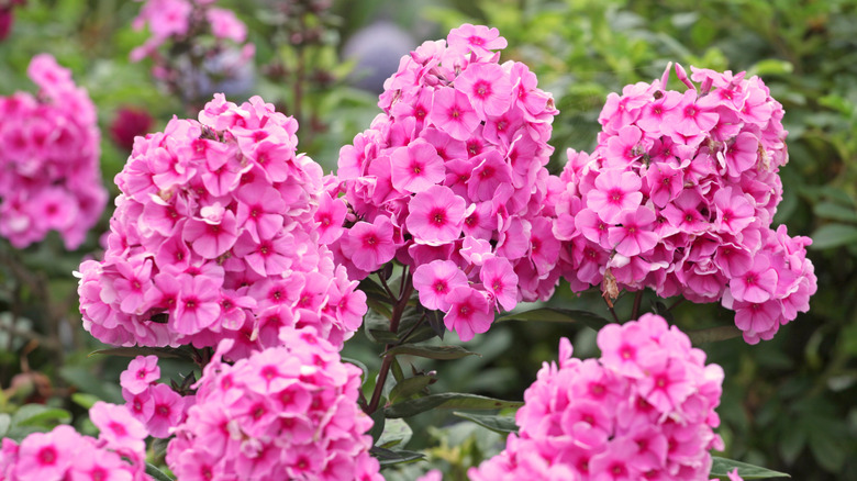 Clusters of bright pink phlox flowers in full bloom, set against Clusters of bright pink phlox flowers in full bloom, set against a green garden backdrop.a lush green garden backdrop.