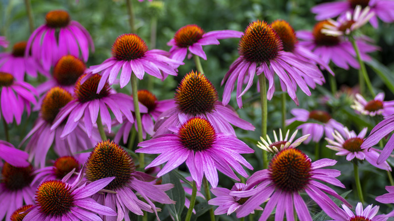 A close-up of purple coneflowers in a garden field