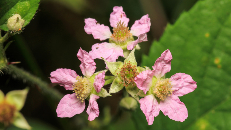 Close-up of pink stonecrop flowers in bloom