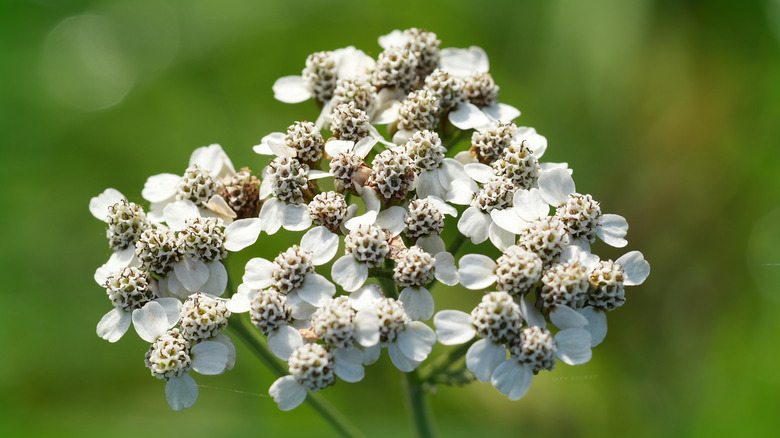 A close-up of a white flowering yarrow