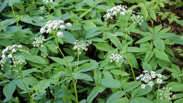 Small white flowers bloom on the Bishop's weed.