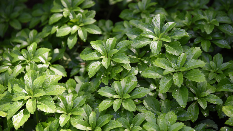 Carpet box leaves glisten with dew.