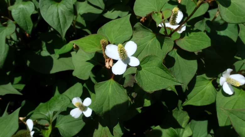 White flowers bloom on a chameleon plant.
