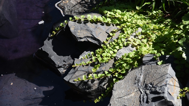 Creeping jenny grows over rocks.
