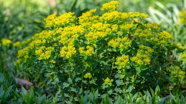 Cushion spurge grows in a bunch.