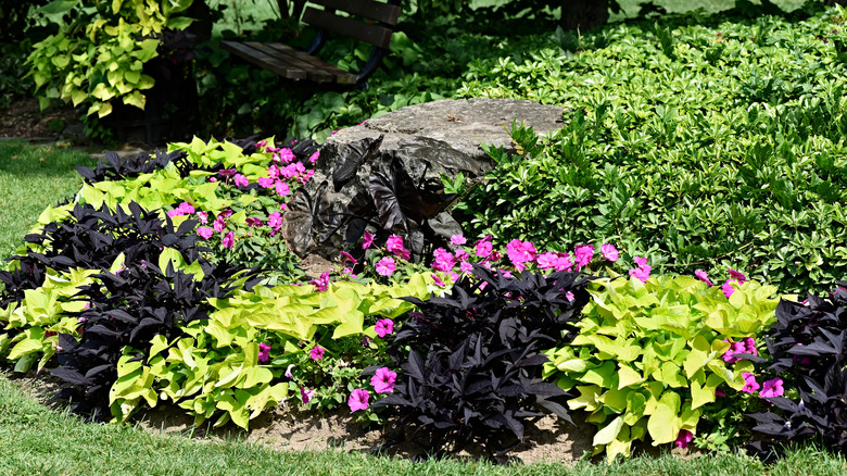 Petunias grow in front of a swath of carpet box ground cover.