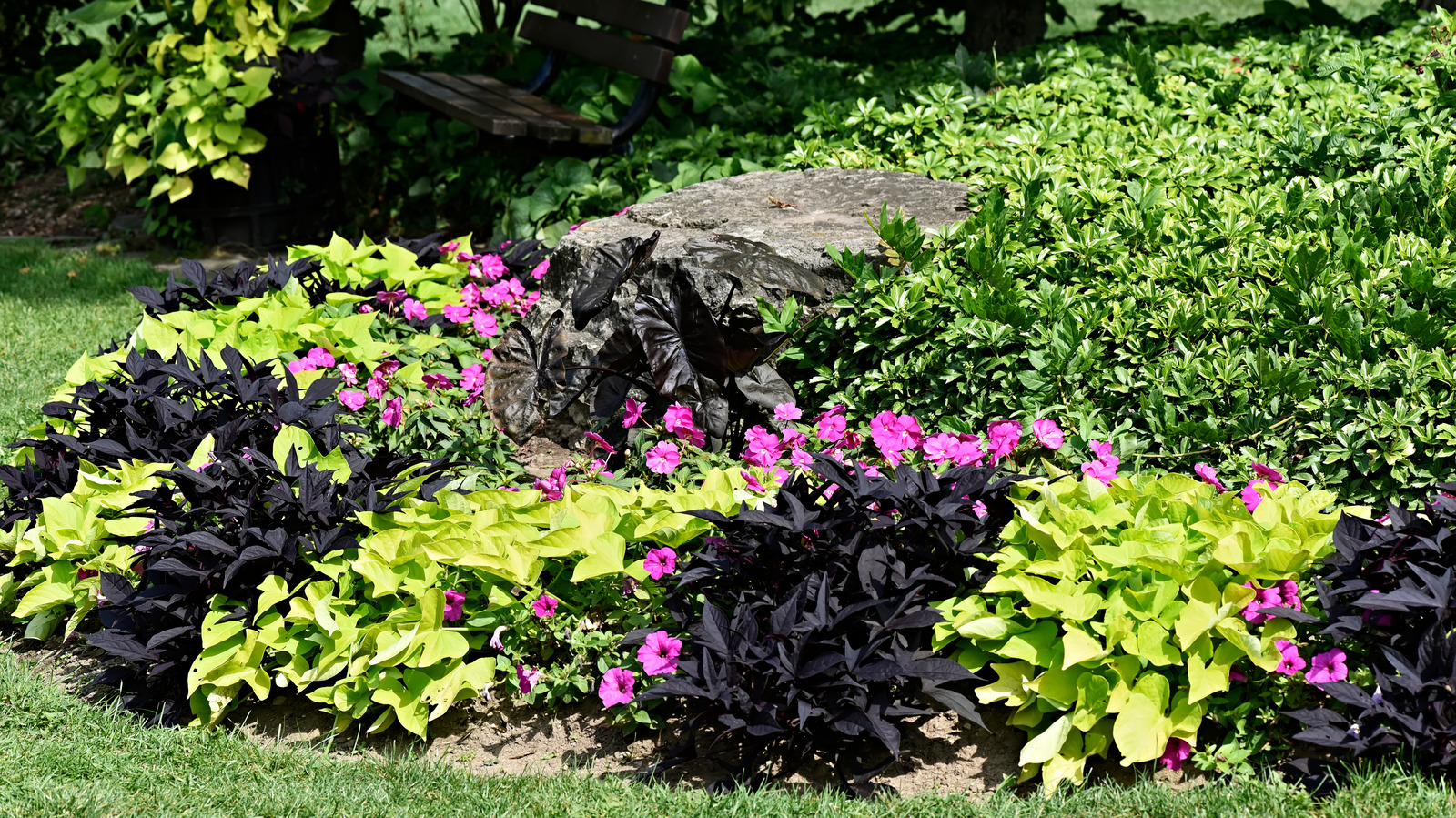 Groundcovers - cover