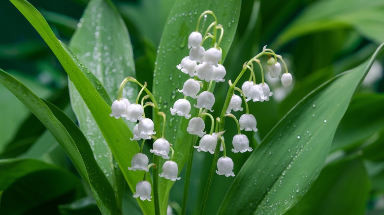 Dew sits on the leaves of the white blooming lily of the valley plant.