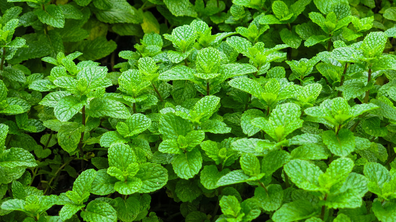 Mint leaves grow crowded together in a bunch.
