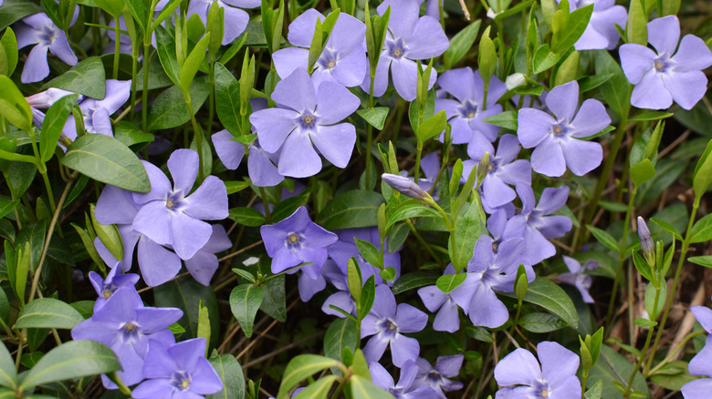 Purple periwinkle flowers grow in a tight cluster.