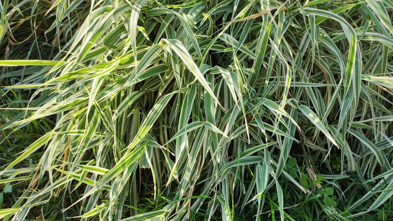 Ribbon grass with its distinctive white and green stalks sits in sunlight.