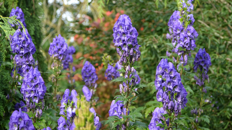 Purple aconite flowers grow in garden.