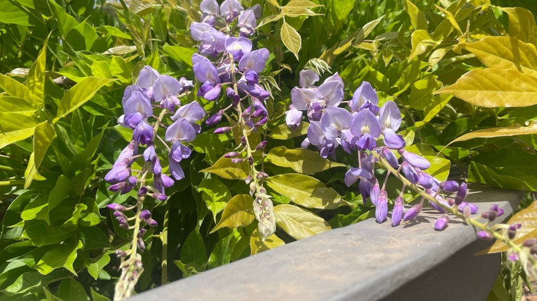 Purple wisteria grows near a garden's edge.