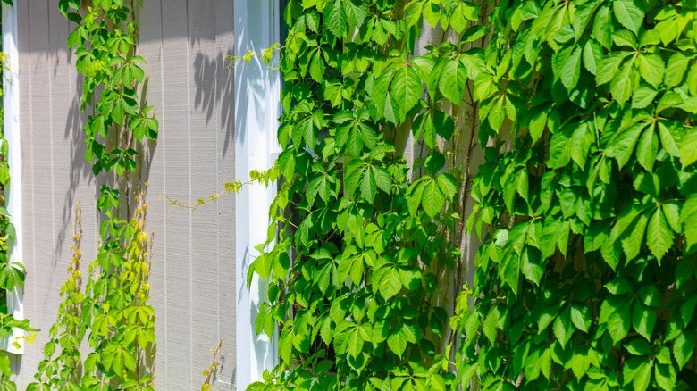 Virginia creeper grows up the side of a house.