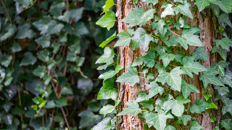 English ivy climbs up a tree trunk.