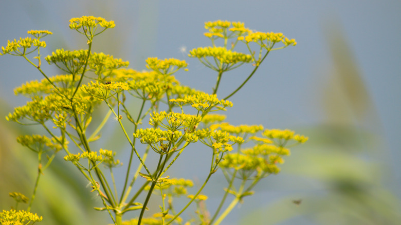 Yellow wild parsnip flowers grow in a cluster.