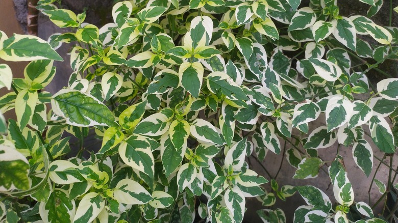Winter creeper grows in a backyard.