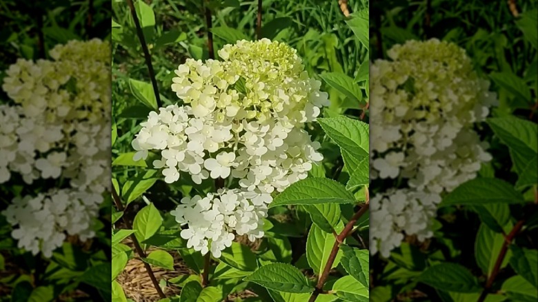 A close-in view of the white 'Silver Dollar' hydrangea bloom.
