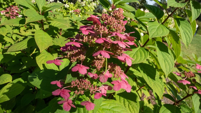 A close-up view of the red bloom of the 'Wim's Red' hydrangea tree.
