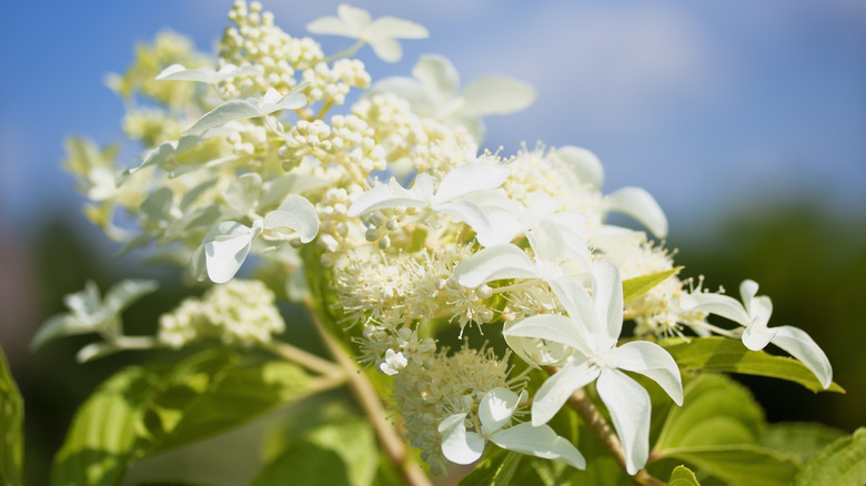Zoomed in view of 'Le Vasterival's' distinctive star-shaped flowers.