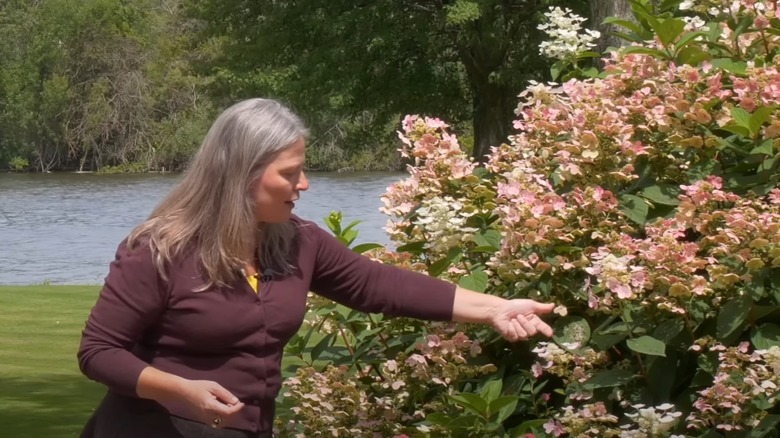 Woman points to the blooms of a 'Firelight' hydrangea tree.