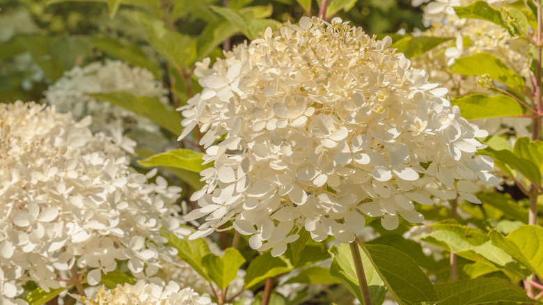 Close-up white bloom of a 'Brussels Lace' hydrangea tree.