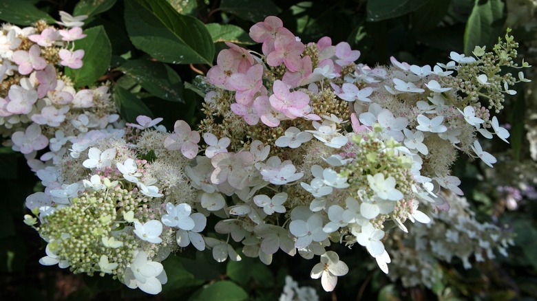 'Chantilly Lace' hydrangea bloom turns from white to pink.
