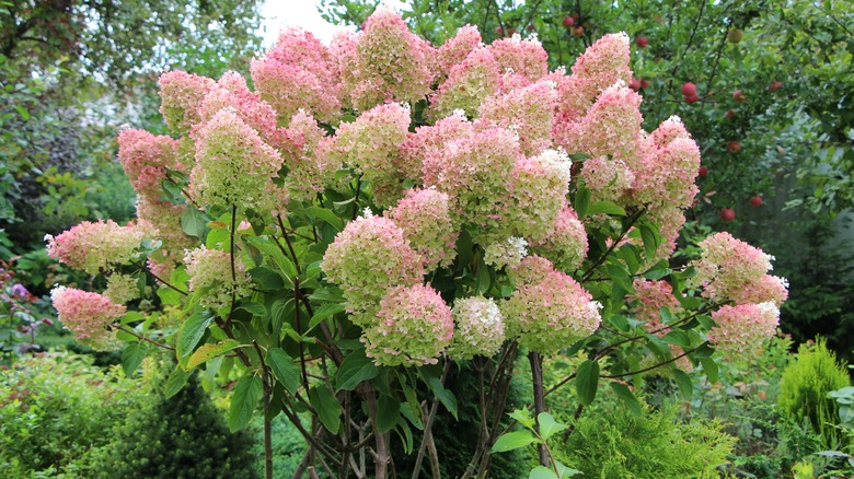 'Grandiflora' grow light pink-tinged white blooms.
