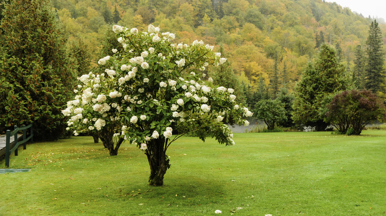 Hydrangea tree with white blooms stands in yard.